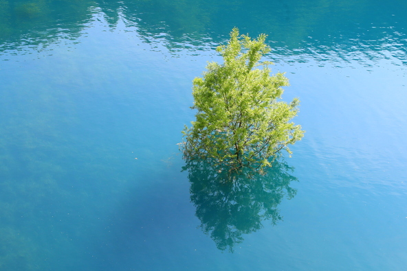 秋扇湖の水没林