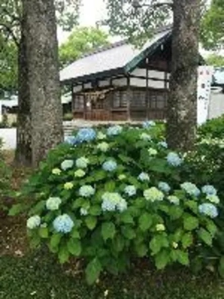 あじさいとともに日本文化に親しみましょう（画像提供：一宮市観光協会）