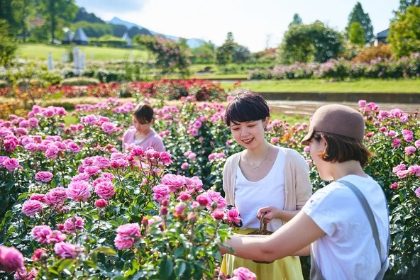 厳選された900品種のバラにも注目！