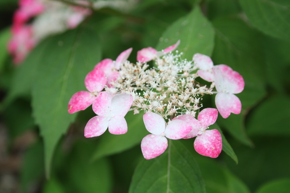 かわいらしいピンクの紫陽花