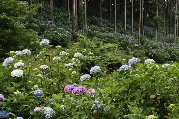山・谷・遊歩道と、さまざまな場所に咲くあじさい（画像提供：（一社）茨城県観光物産協会）