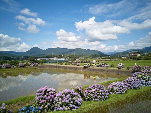 田園を囲むように咲くあじさいは、ボランティアによって愛情いっぱいに育てられ、どの株もしっかり手入れされ、丸く剪定されています
