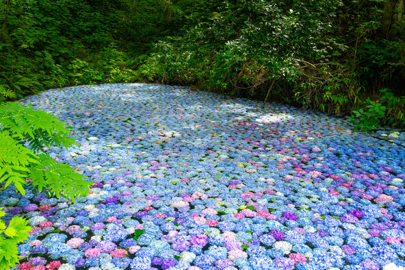 期間限定の「あじさい池」（画像提供：leo51 / PIXTA）