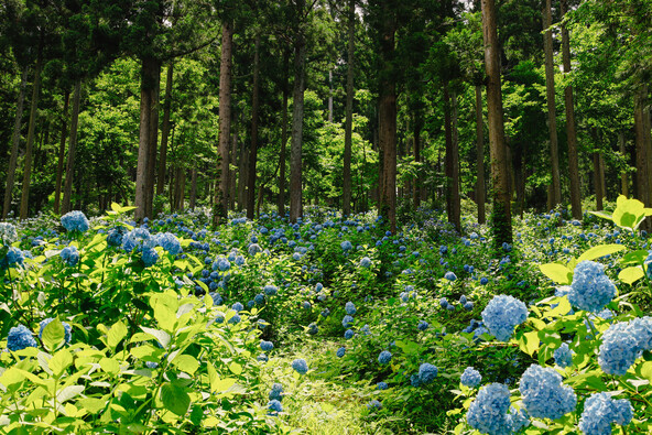 広大な杉山のなかにあるあじさい園（画像提供：leo51 / PIXTA）