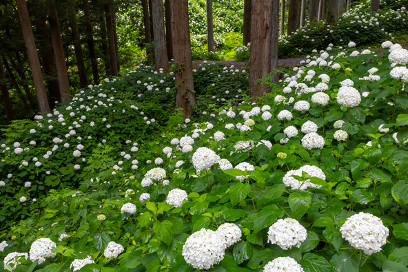 白い大輪の花が特徴のアナベルも！（画像提供：Takashi Mizoguchi / PIXTA）