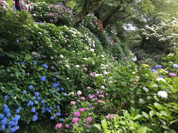自然豊かな景色のなかで楽しめる紫陽花スポット（ユーザー投稿）