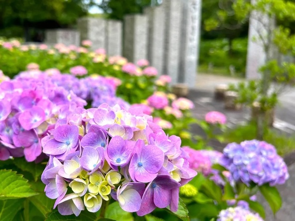 大阪府営とんぼ池公園に咲く紫陽花
