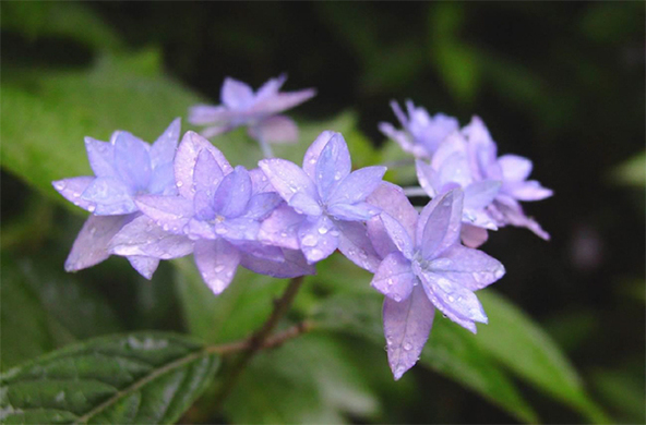 山の涼しい空気のなかで楽しめる紫陽花