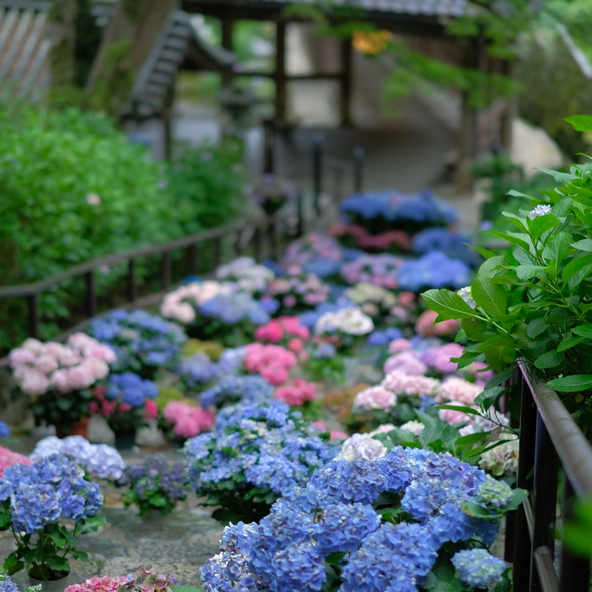 「嵐の坂」周辺を彩る紫陽花の風景