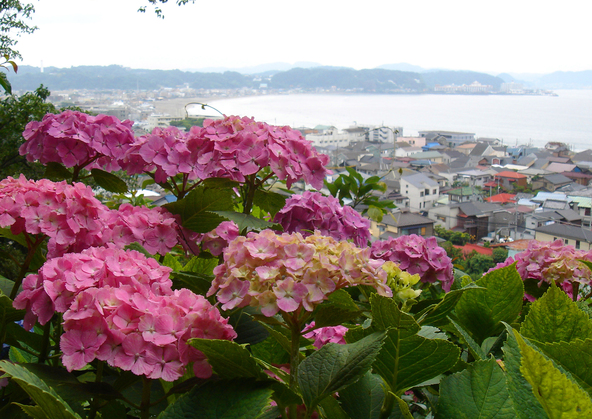 紫陽花の向こうに絶景が！