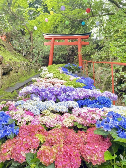 眼力稲荷前の花階段は毎年撮影列が出来るほどの人気ぶり