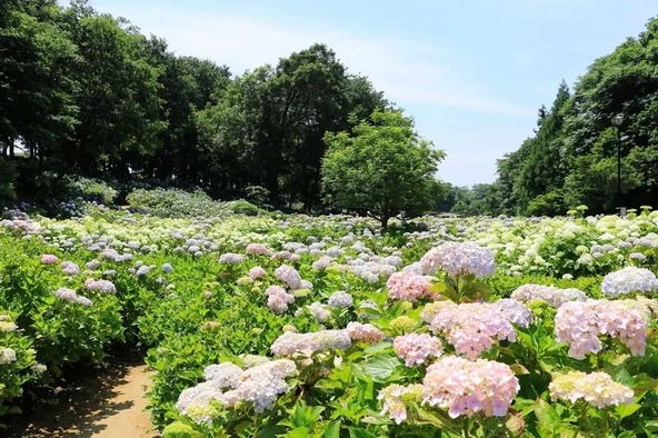 10種類、約16,000株のあじさいが咲き誇る公園です