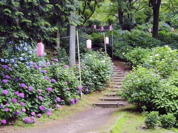 渋川市では、平成21年（2009年）から市の花を「あじさい」に制定しています