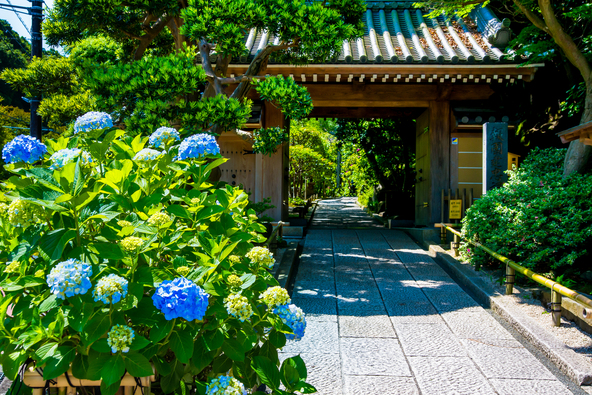 初夏の「報国寺」（画像提供：denkei / PIXTA）