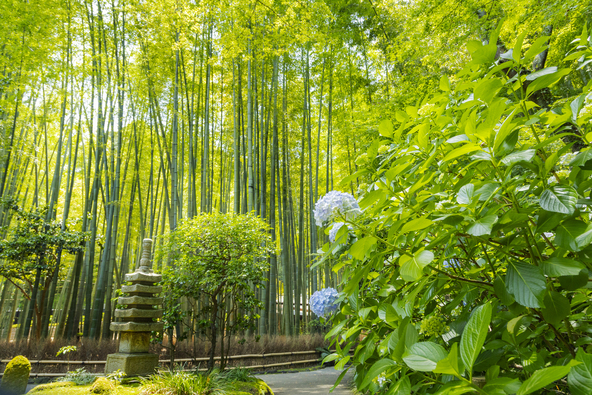 「竹の庭」に咲く紫陽花（画像提供：Photo_N / PIXTA）