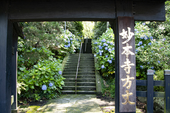 紫陽花が咲く頃の「妙本寺」（画像提供：MARKO_TOKYO / PIXTA）