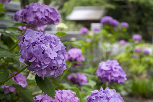 境内を彩る紫の紫陽花（画像提供：しん / PIXTA）