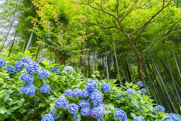 竹林の緑に紫陽花が映えます（画像提供：t.sakai / PIXTA）