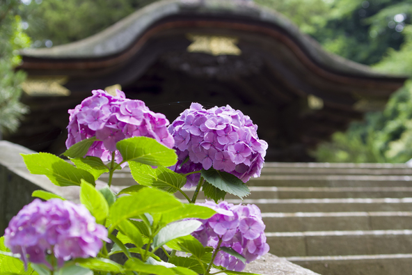 円覚寺の境内に咲く色鮮やかな紫陽花（画像提供：しん / PIXTA）