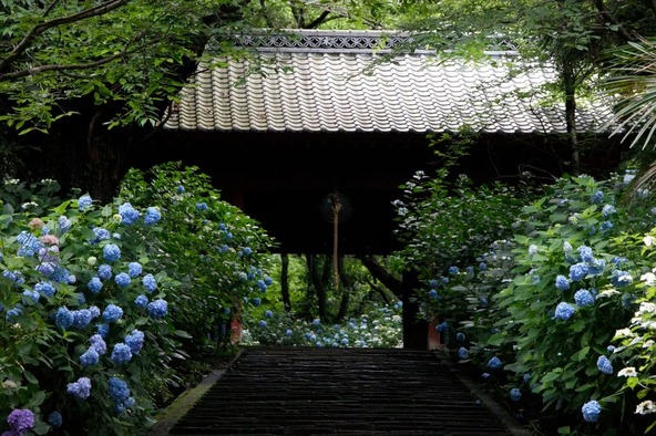 観音山下から続く石段の両側に植えられているあじさい
