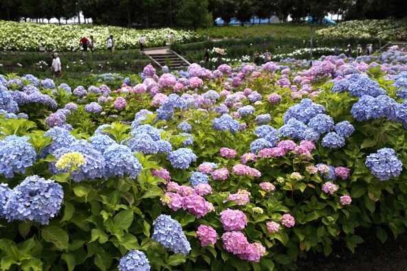 園内各所に約700～800株の紫陽花が咲き誇ります（画像提供：三重県観光連盟）