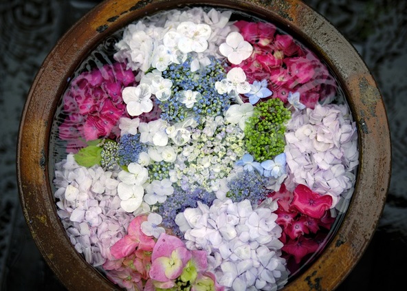 紫陽花を浮かべた水鉢の演出も（画像はイメージです）