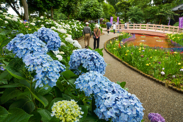 美しい紫陽花をゆったりと観賞しましょう