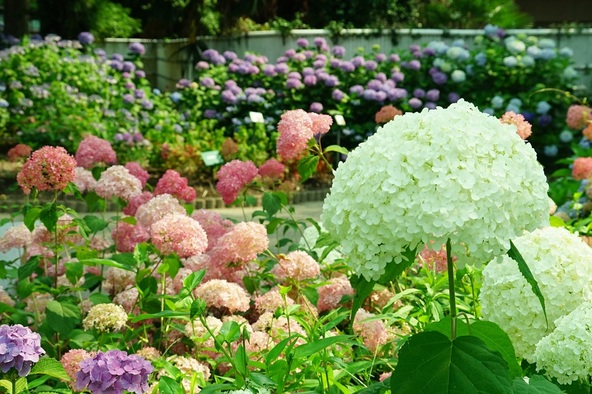 カラフルな紫陽花が満開時の様子