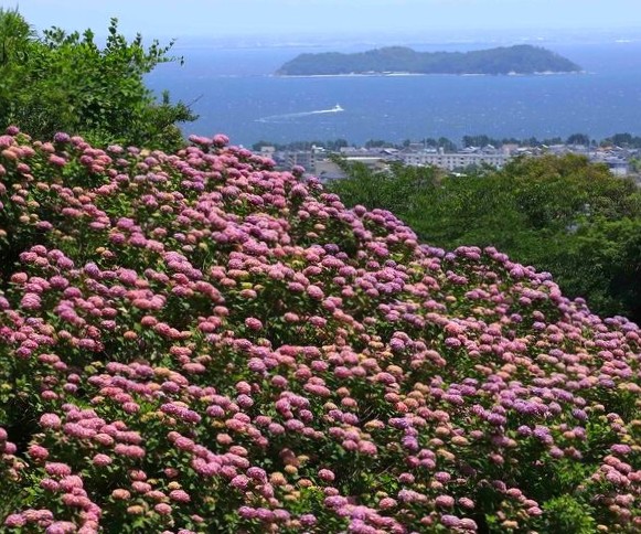 「形原温泉あじさいの里」からは、三河湾が見下ろせます