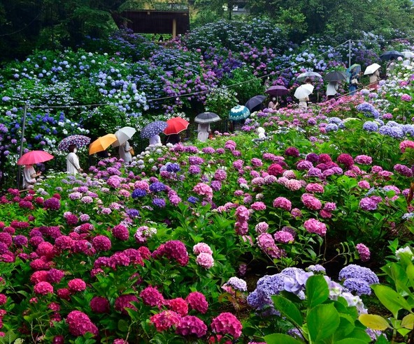 雨の日も心が晴れる紫陽花の散歩道