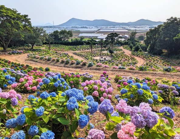 旧パターゴルフ場跡地にオープンした紫陽花の名所