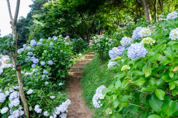 緑豊かな景色のなかで楽しめる紫陽花散策（画像提供：luiji / PIXTA）