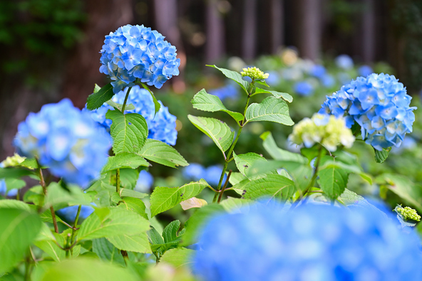 「21世紀公園」にもは約3万本の紫陽花が咲き競います（画像提供：kazu218 / PIXTA）