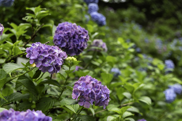 みのかも健康の森「あじさいの池」付近に咲く紫陽花（画像提供：はぴえ☆ / PIXTA）