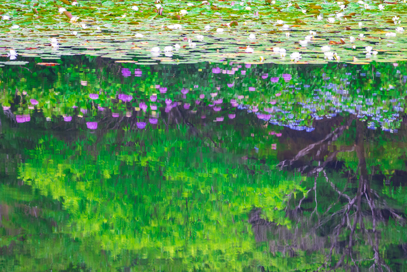 池の睡蓮と、水面に映る紫陽花が涼しげ（画像提供：mk1gan / PIXTA）