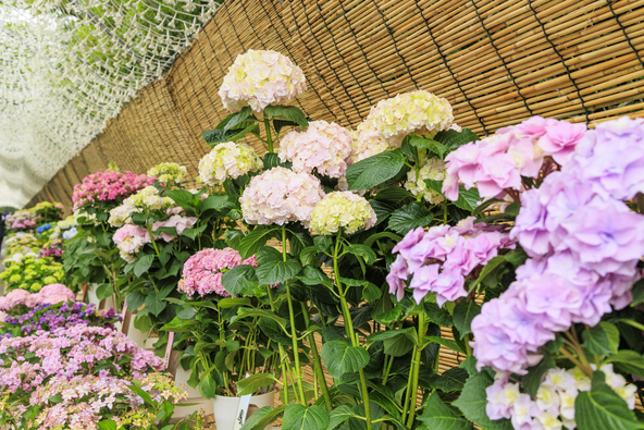 「光のトンネル」内で紫陽花と花菖蒲が共演　（画像提供：オフィスK / PIXTA）