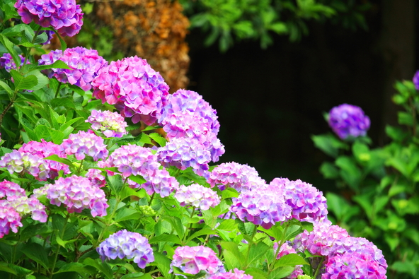 満開の頃の美しい紫陽花（画像提供：naomon / PIXTA）