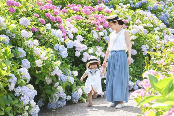 西洋で品種改良され、現在ではさまざまな色の花を楽しめます