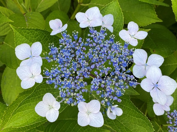 中央のつぶつぶがお花。じっくり見ると、開いているものと閉じているものがあります