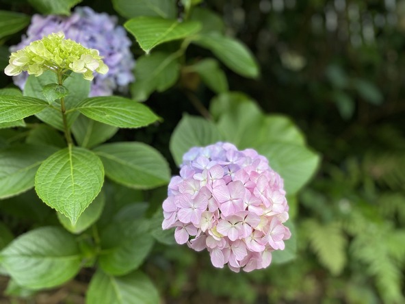 親しみ深い手毬状の花
