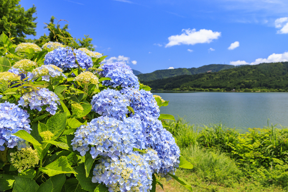 穏やかな湖の景色とともに楽しむ紫陽花（画像提供：オフィスK / PIXTA）