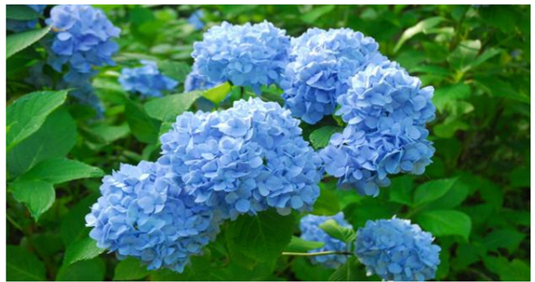「六甲ブルー」とも呼ばれる鮮やかな「ヒメアジサイ」
