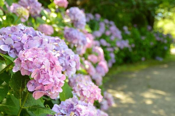 6月には紫陽花も見頃に