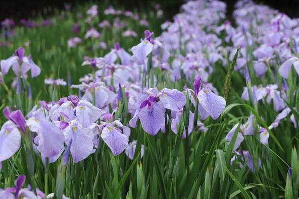「横須賀しょうぶ園」に咲きそろう花菖蒲（画像提供：泥亀 / PIXTA）
