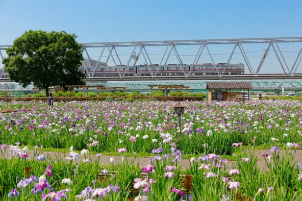 一面に広がる花の中を電車が走行する様子