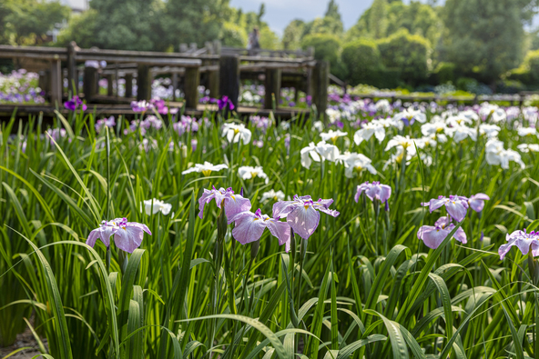 色とりどりの花菖蒲が咲く園内（画像提供：toshi007 / PIXTA）