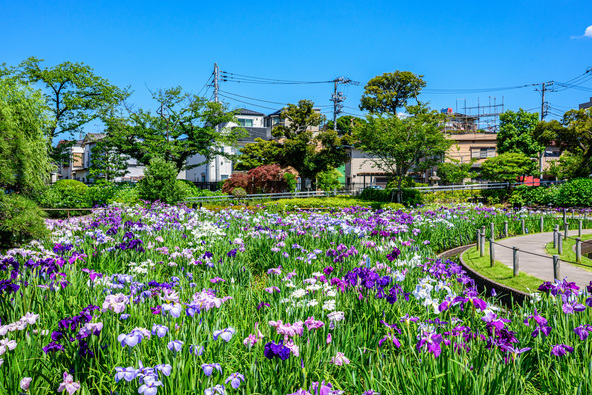のどかな風景が広がる「堀切菖蒲園」（画像提供：tetsu / PIXTA）