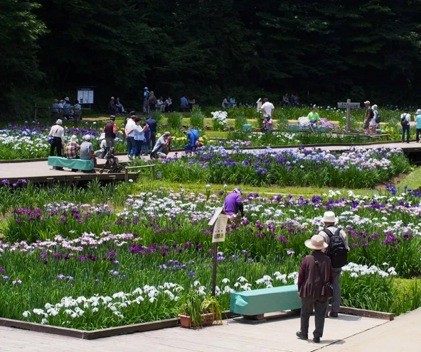 吹上しょうぶ公園