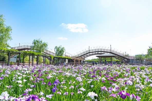“日本四大あやめ園”に数えられる花菖蒲やあやめの名所