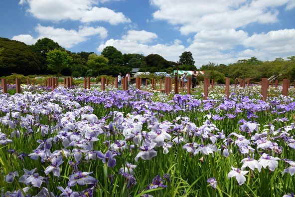 「館林花菖蒲園」満開の頃の様子（画像提供：yukky / PIXTA）